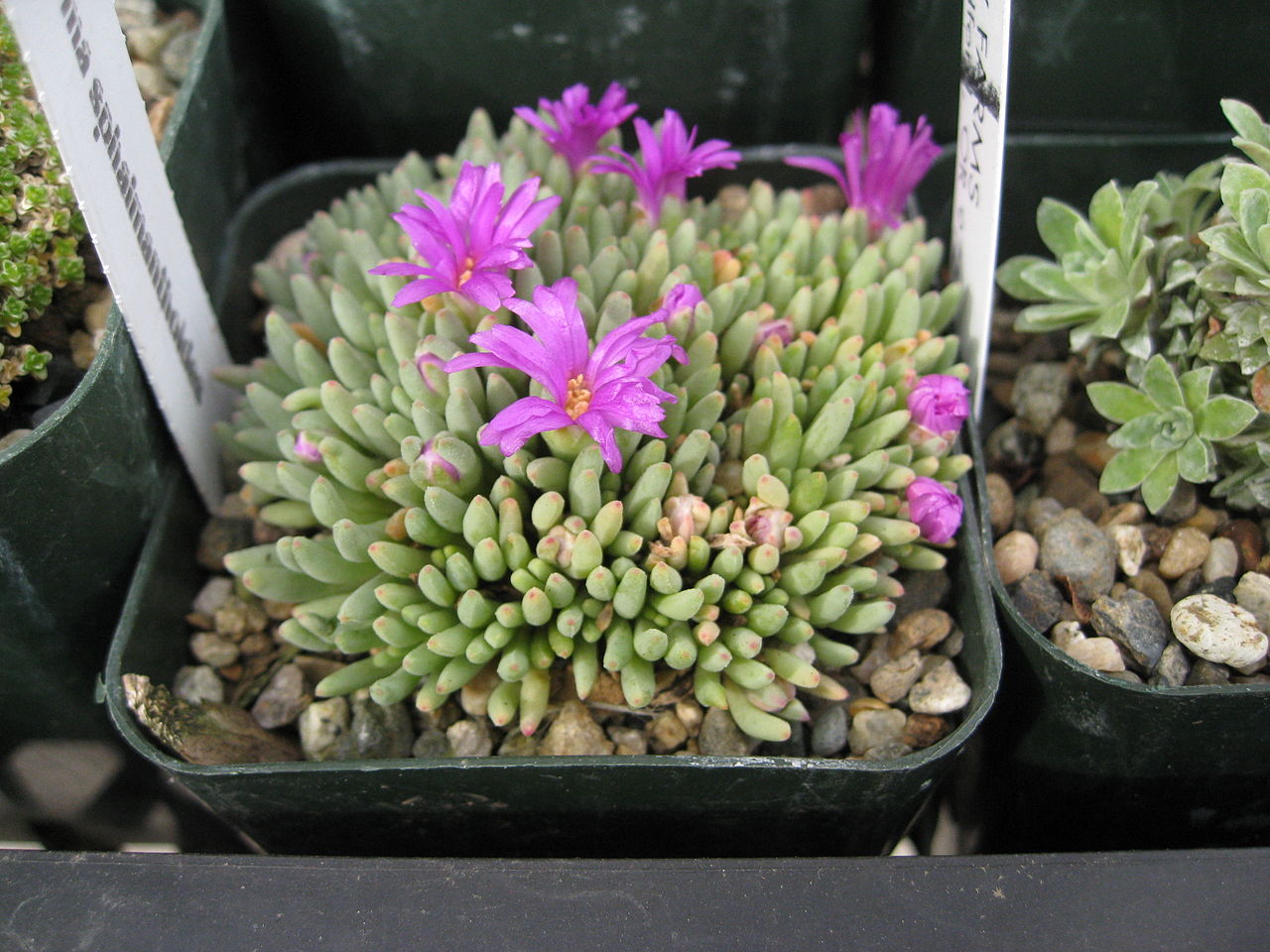 Delosperma sphalmanthoides