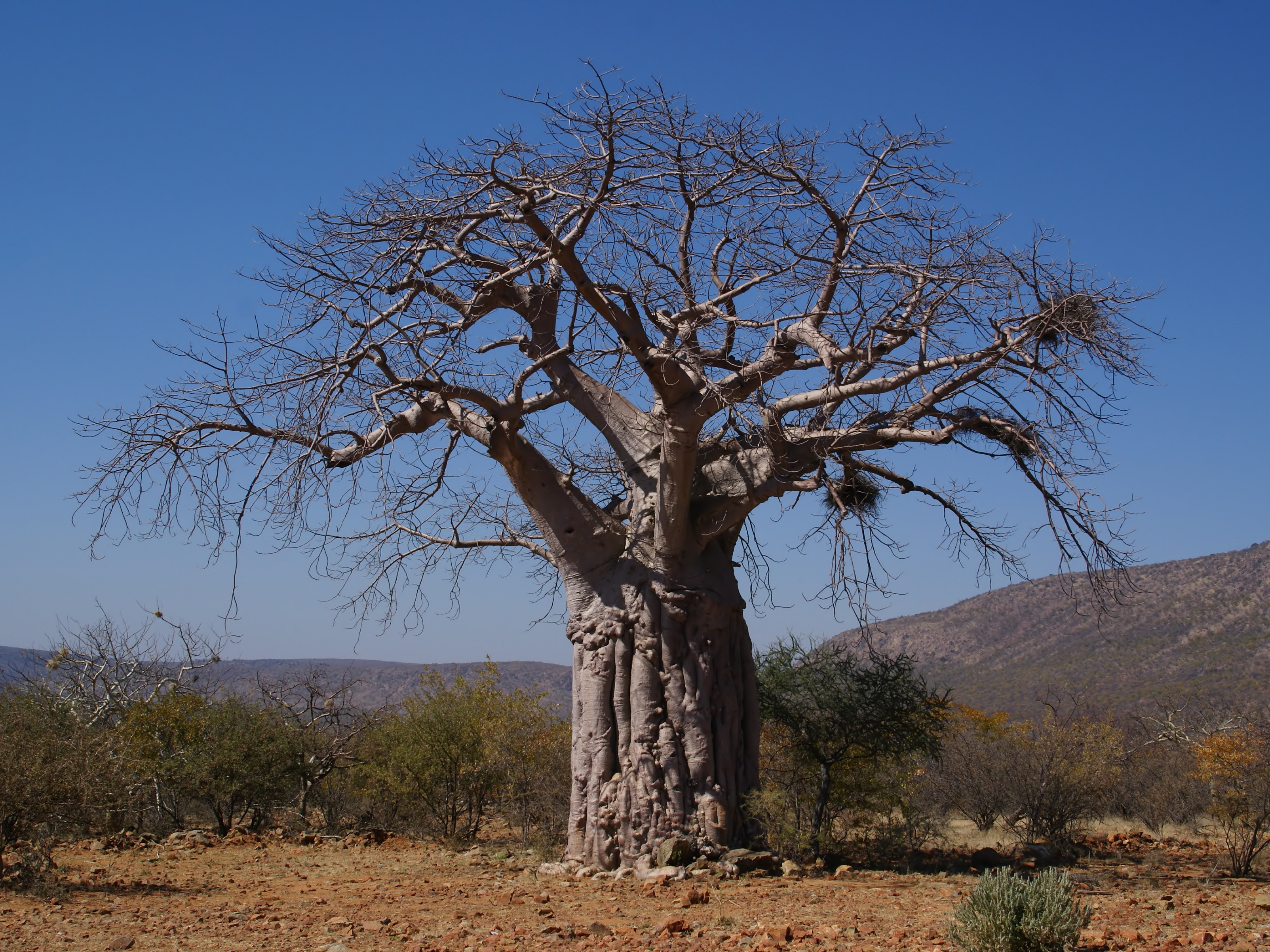 Adansonia digitata