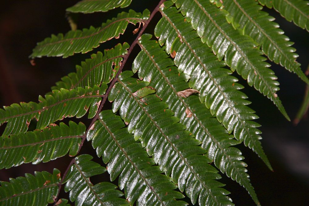 Cyathea erinacea