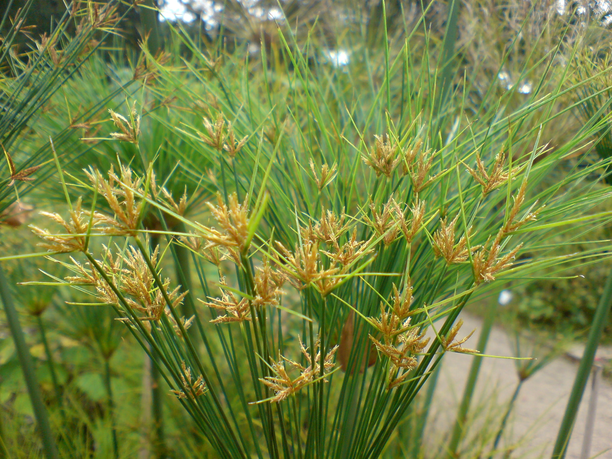 Cyperus papyrus
