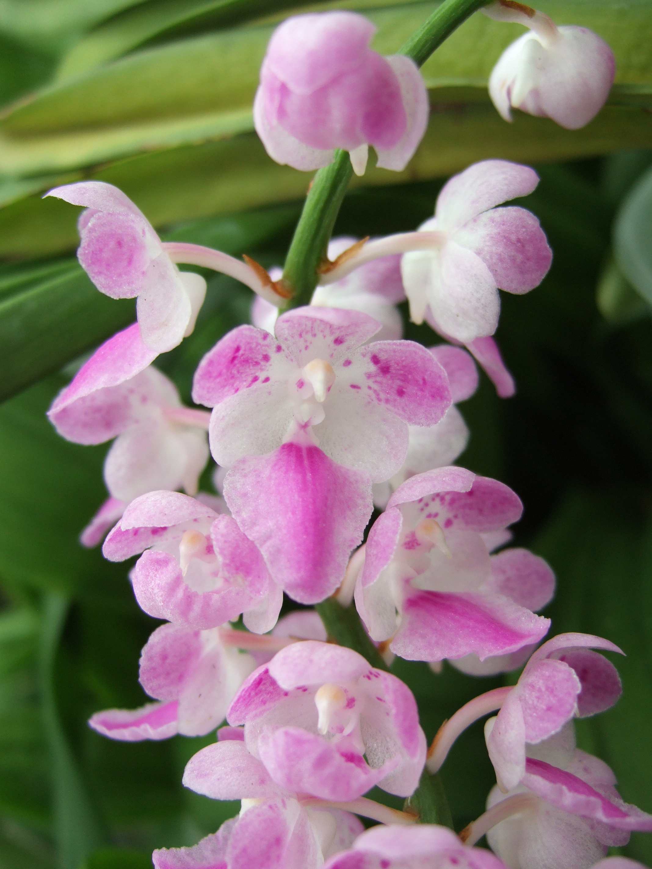 Aerides rosea