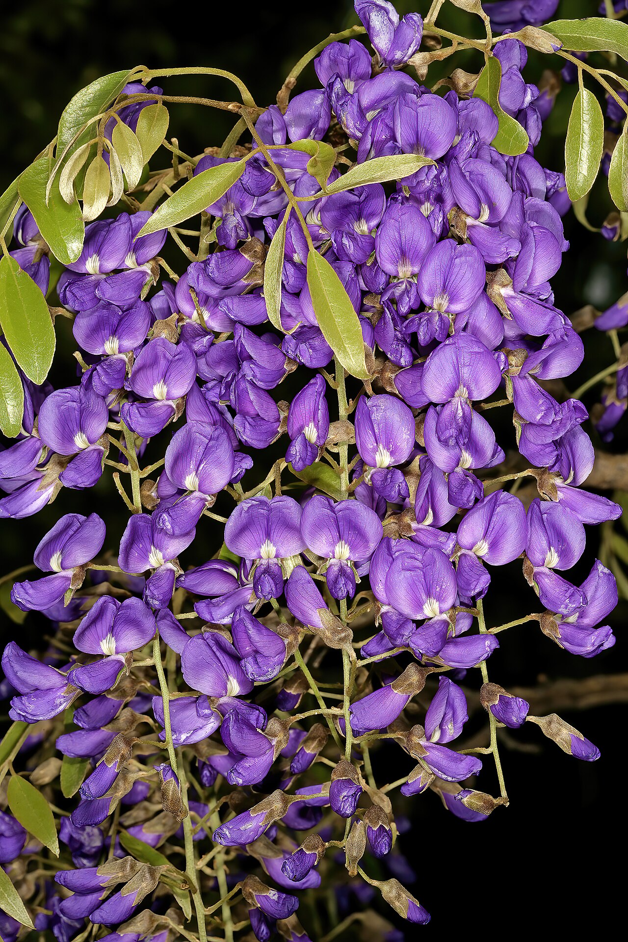 Bolusanthus speciosus