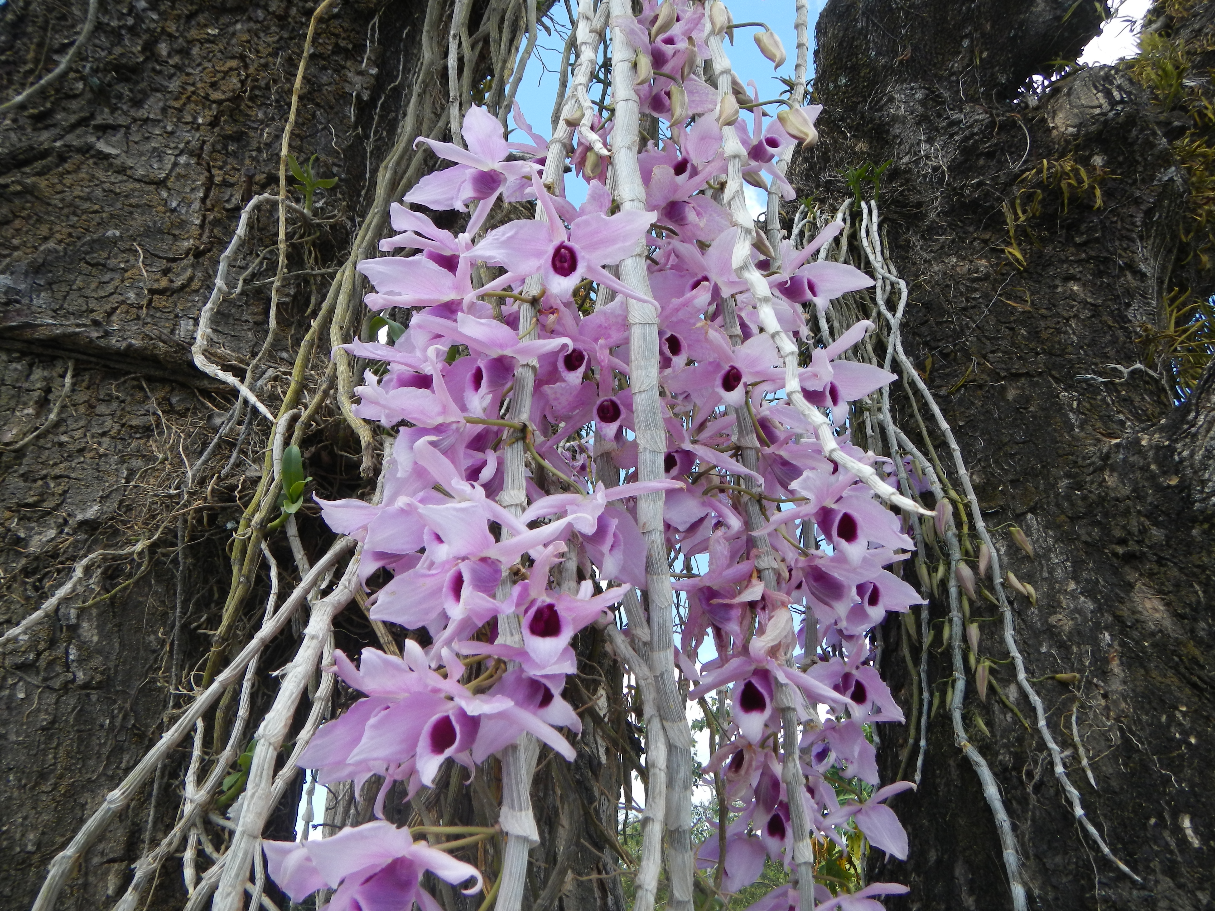Dendrobium anosmum