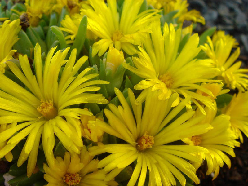 Delosperma basuticum