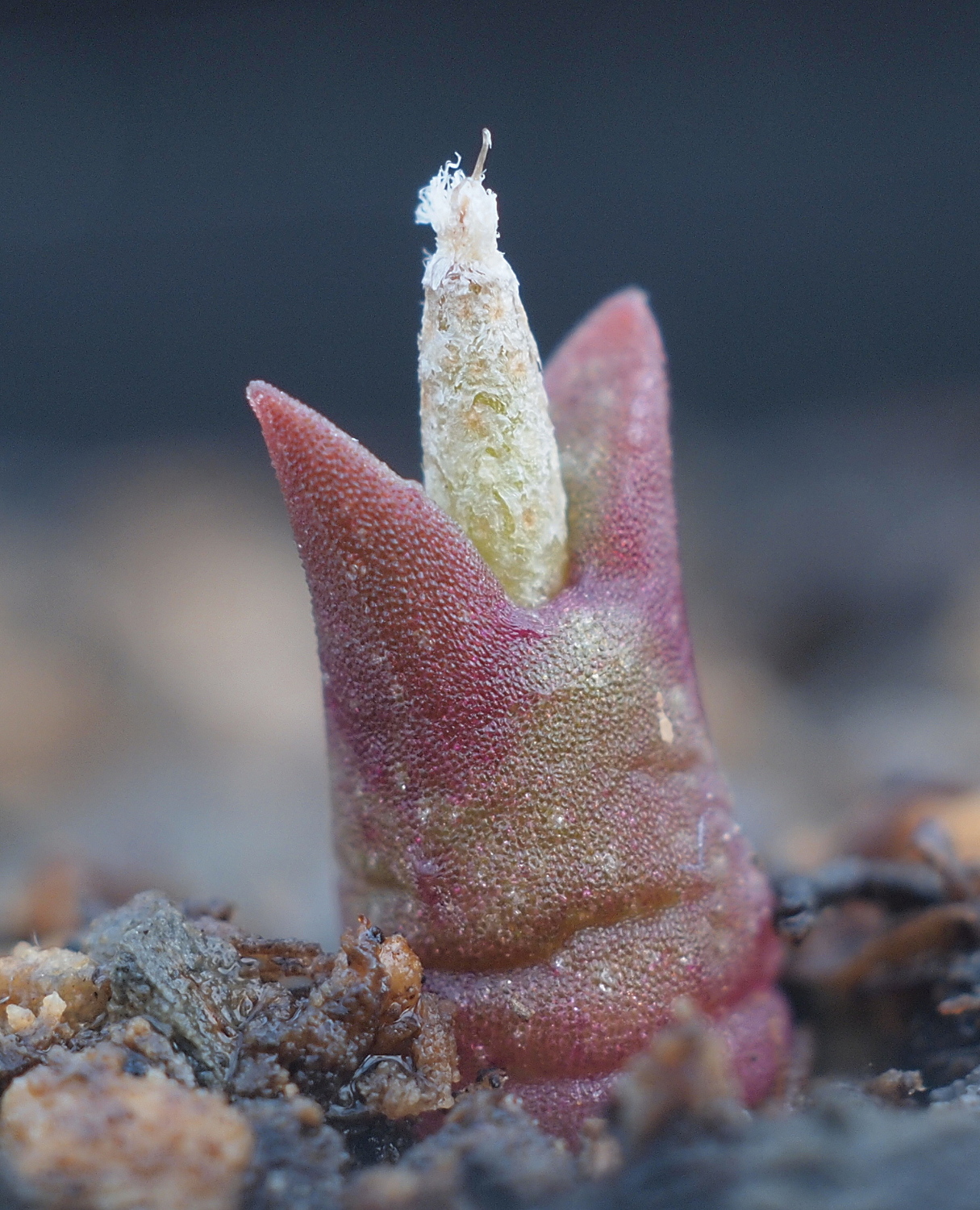 Astrophytum caput medusae