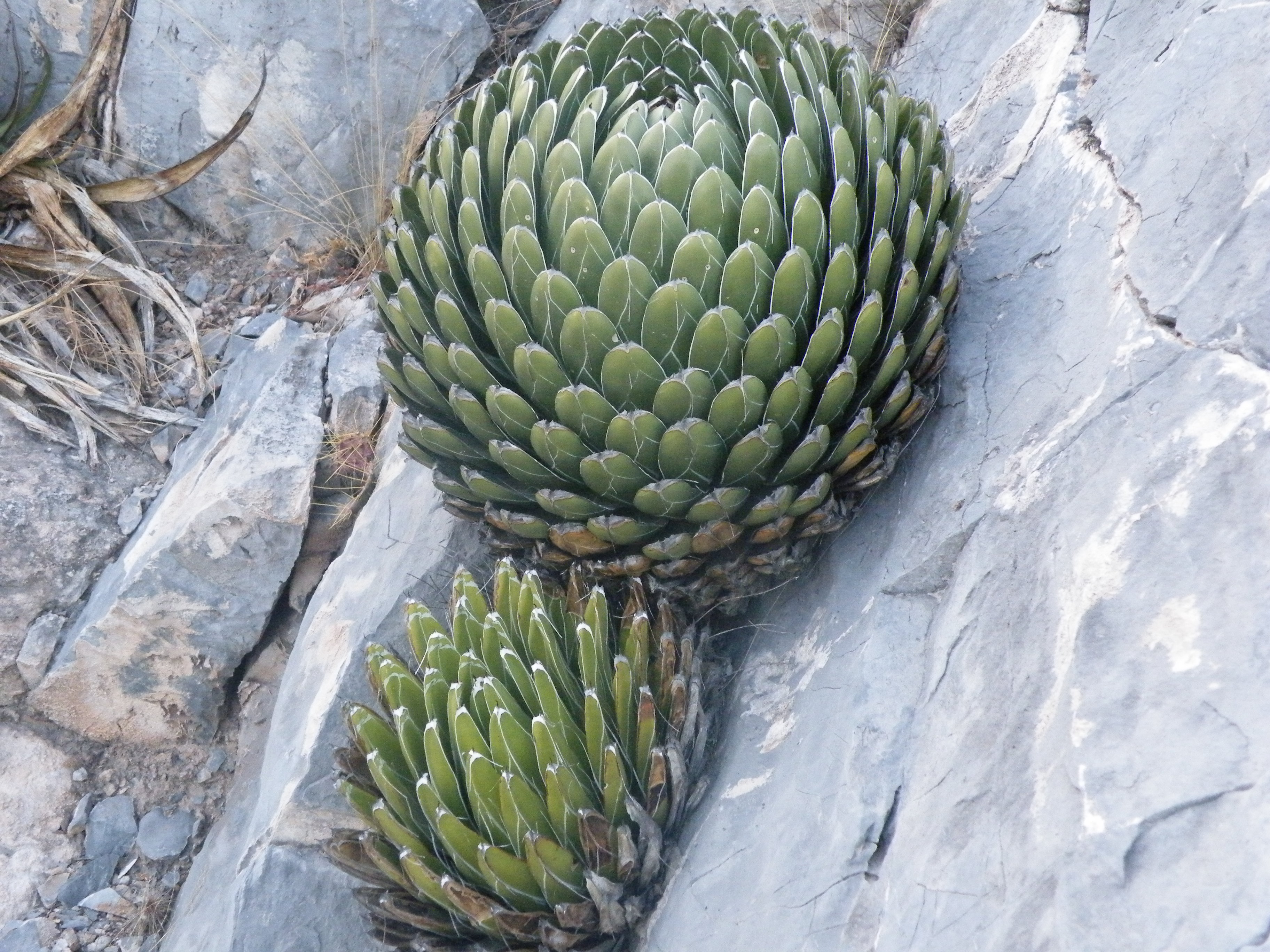 Agave victoriae reginae Huasteca Canyon
