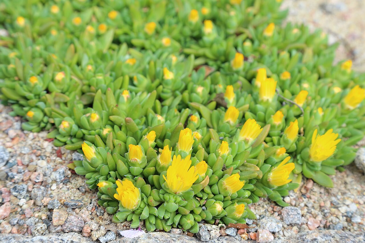 Delosperma basuticum