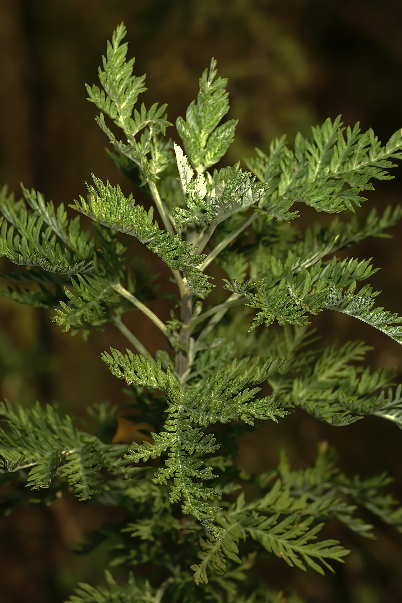 Artemisia afra