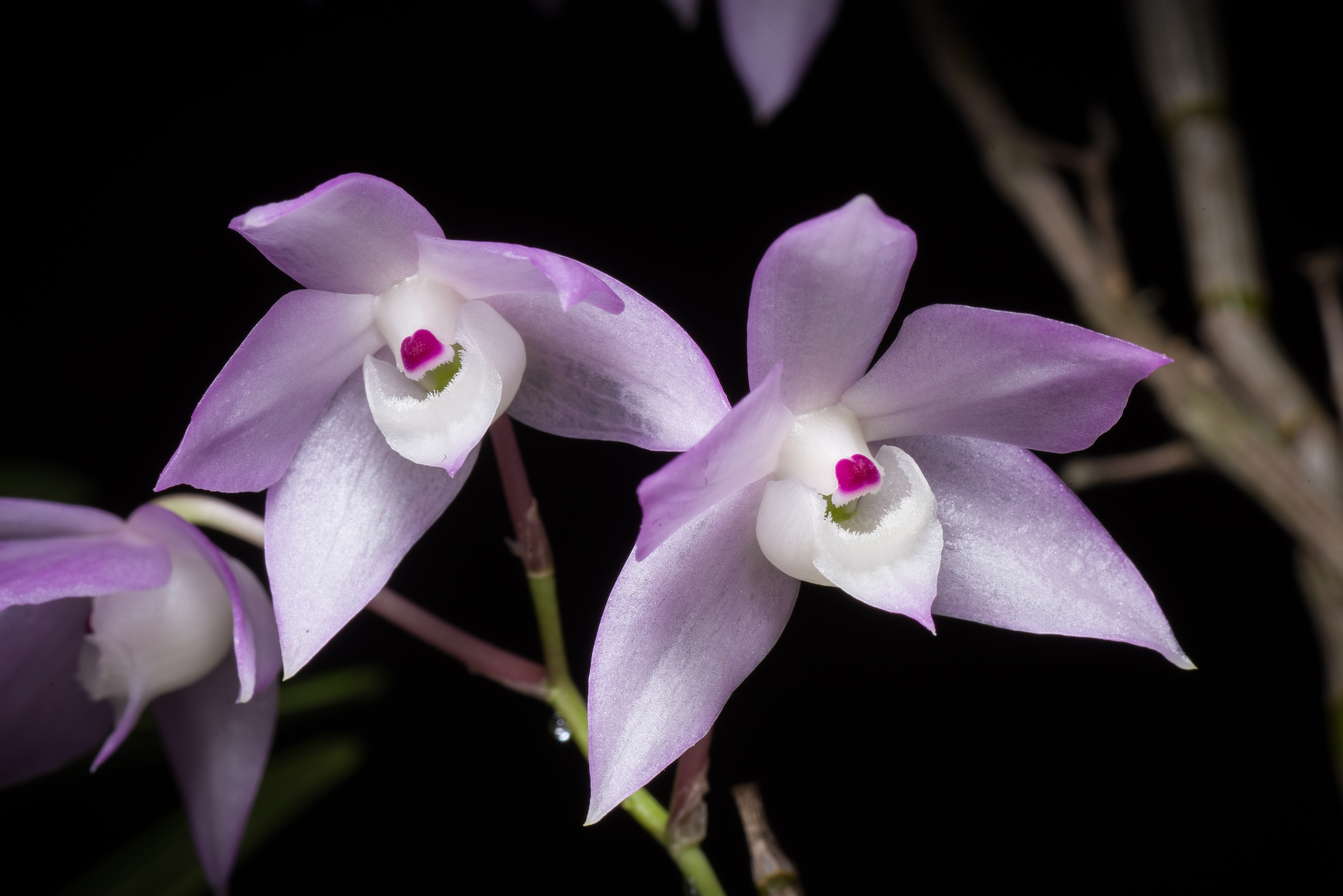 Dendrobium hercoglossum