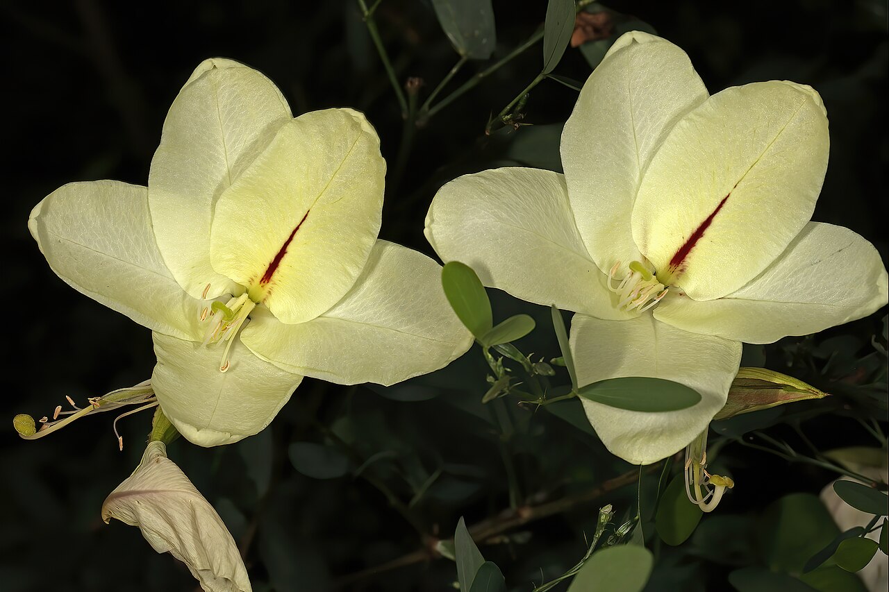 Bauhinia tomentosa