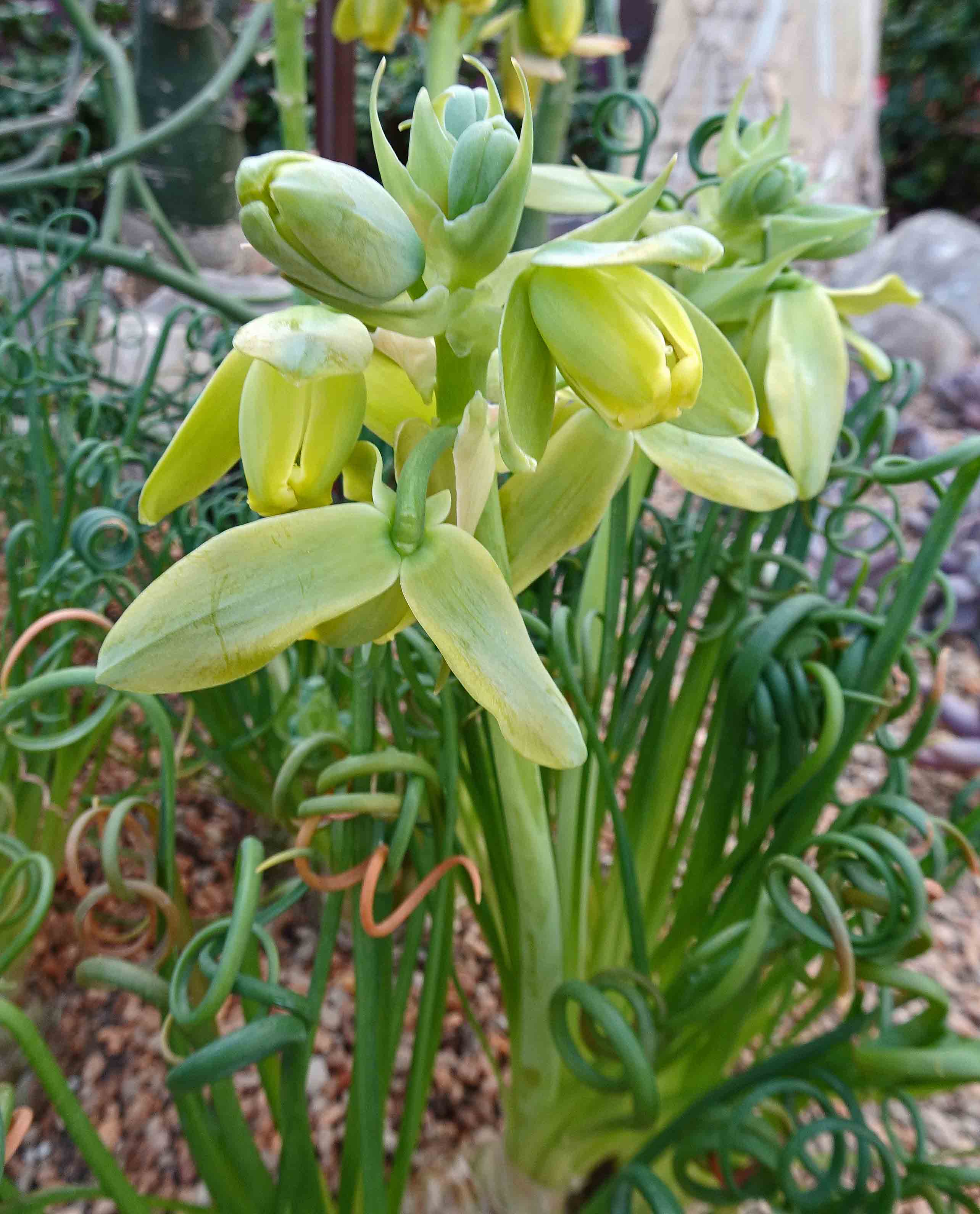 Albuca spiralis