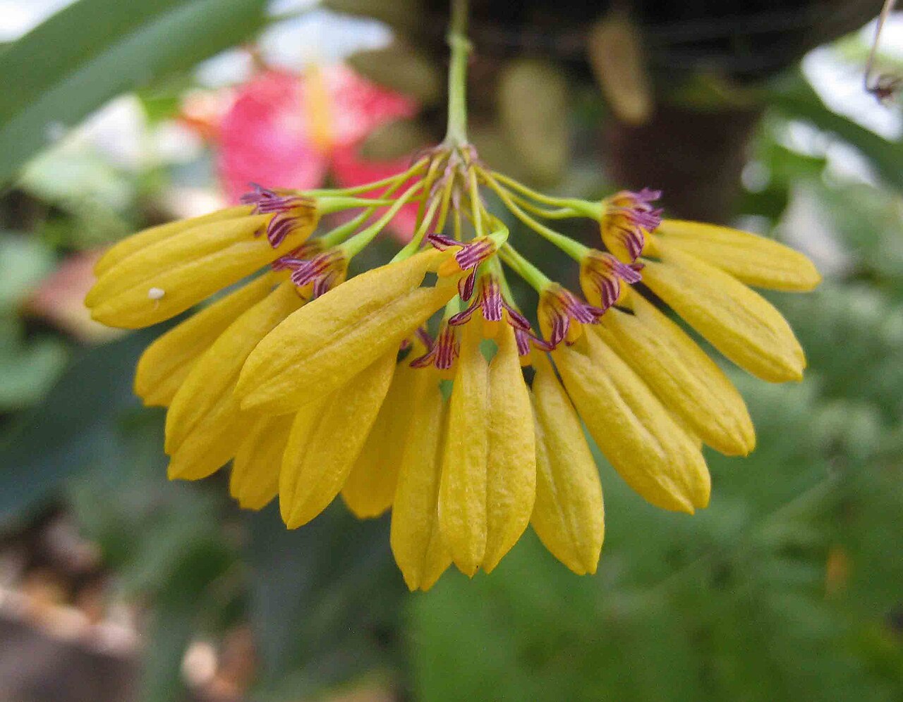 Bulbophyllum skeatianum