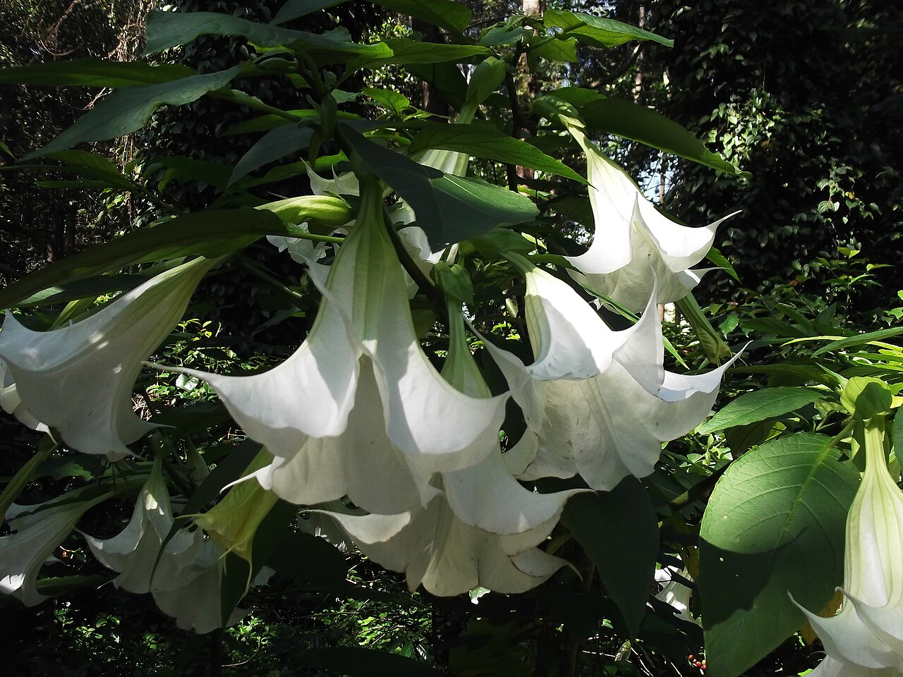 Brugmansia suaveolens White