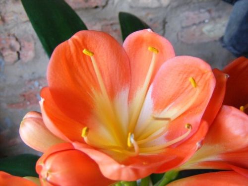 Clivia Large Tulip Orange