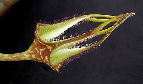 Ceropegia stapeliformis ssp serpentinus