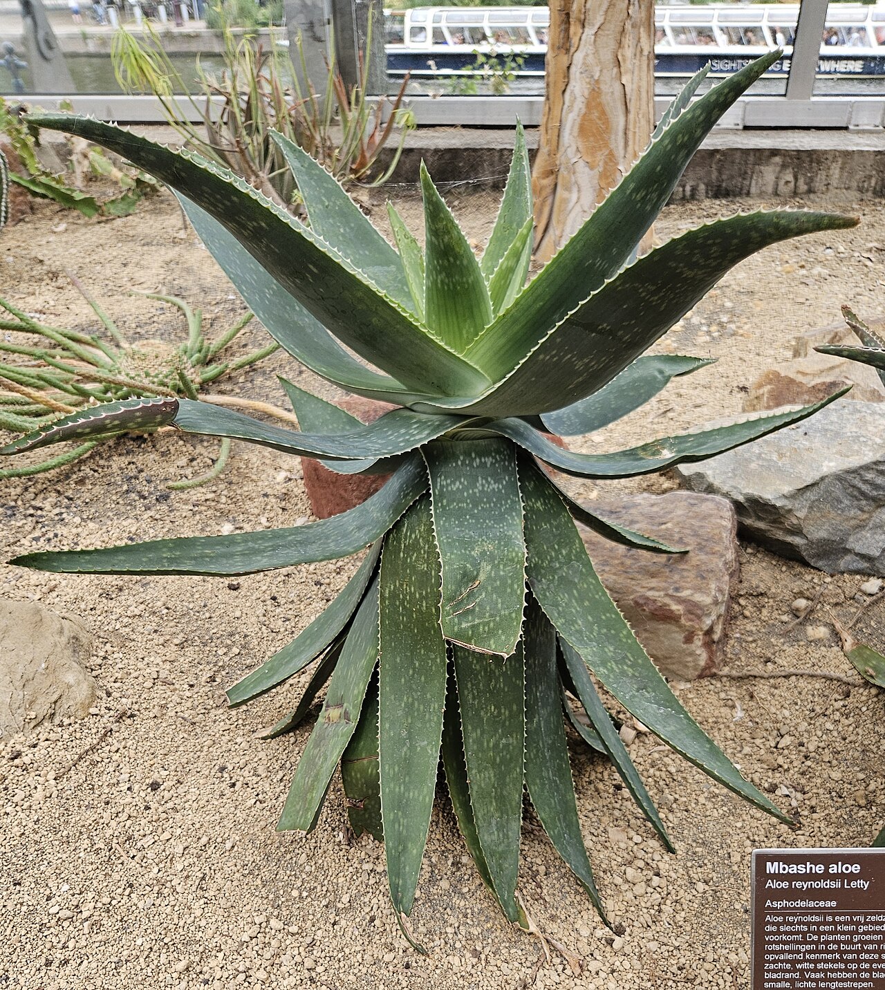 Aloe reynoldsii