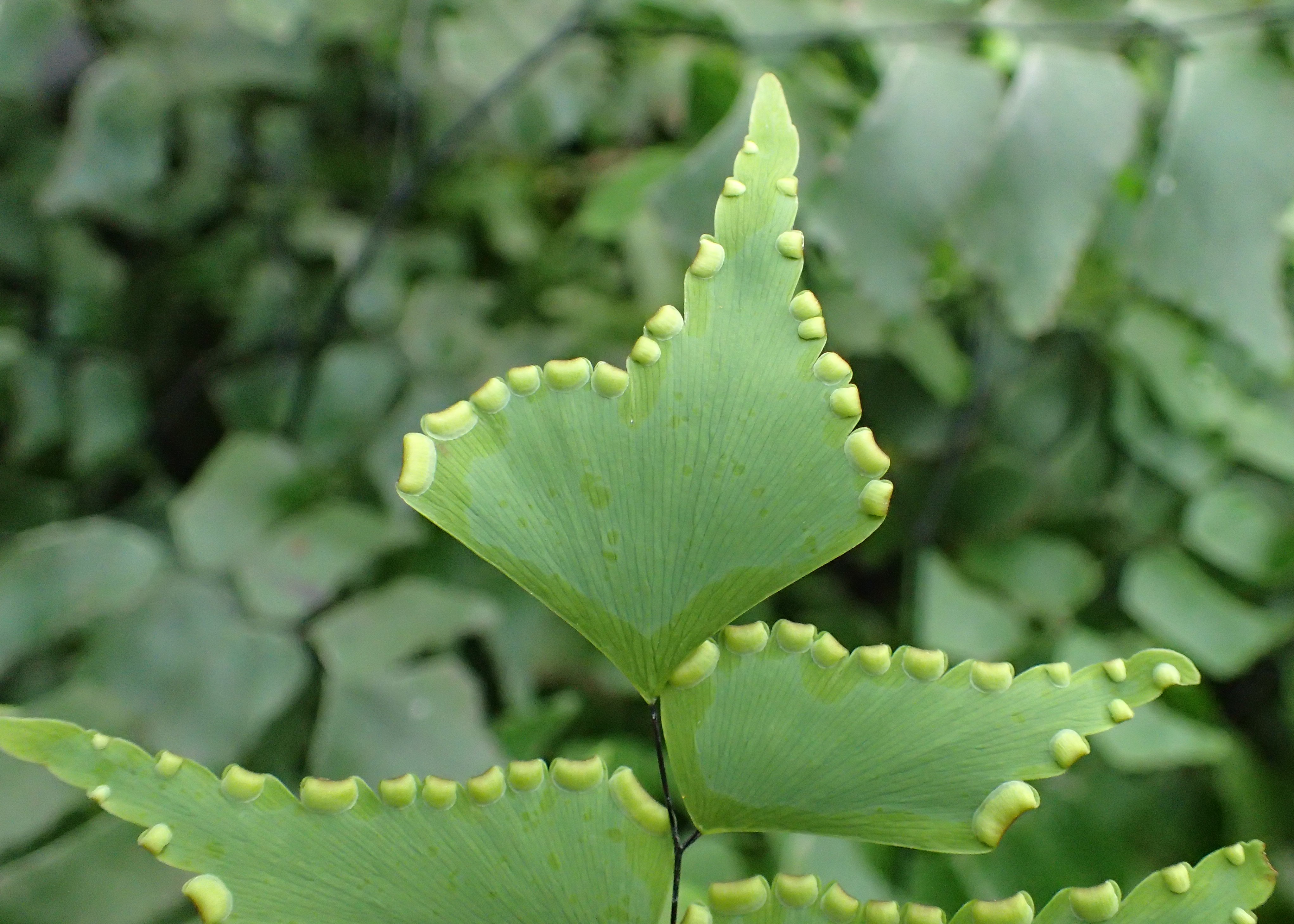 Adiantum trapeziforme