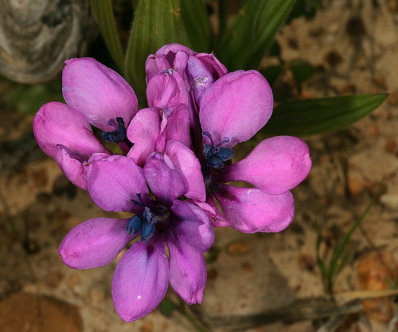 Babiana villosa