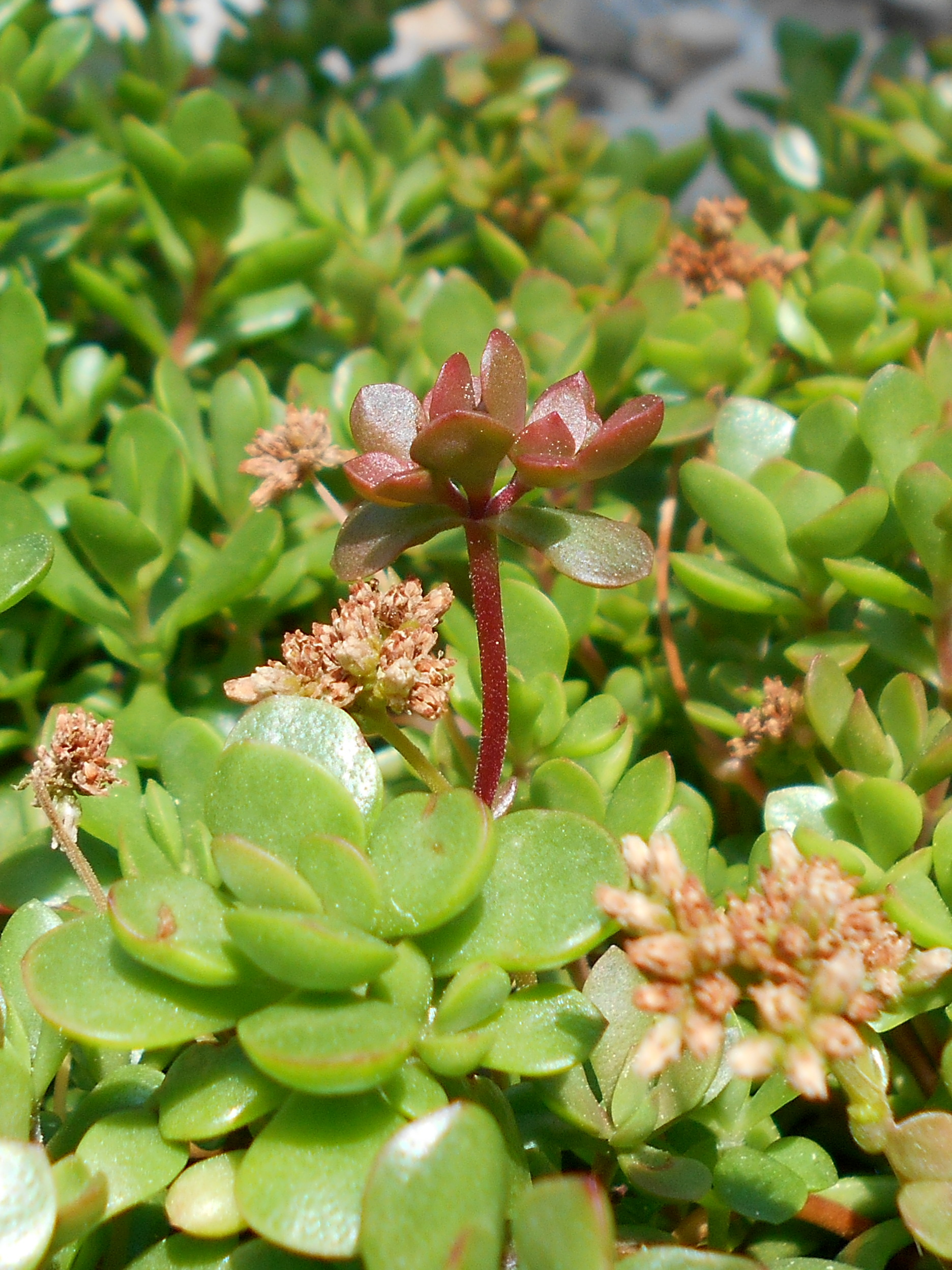 Crassula pubescens