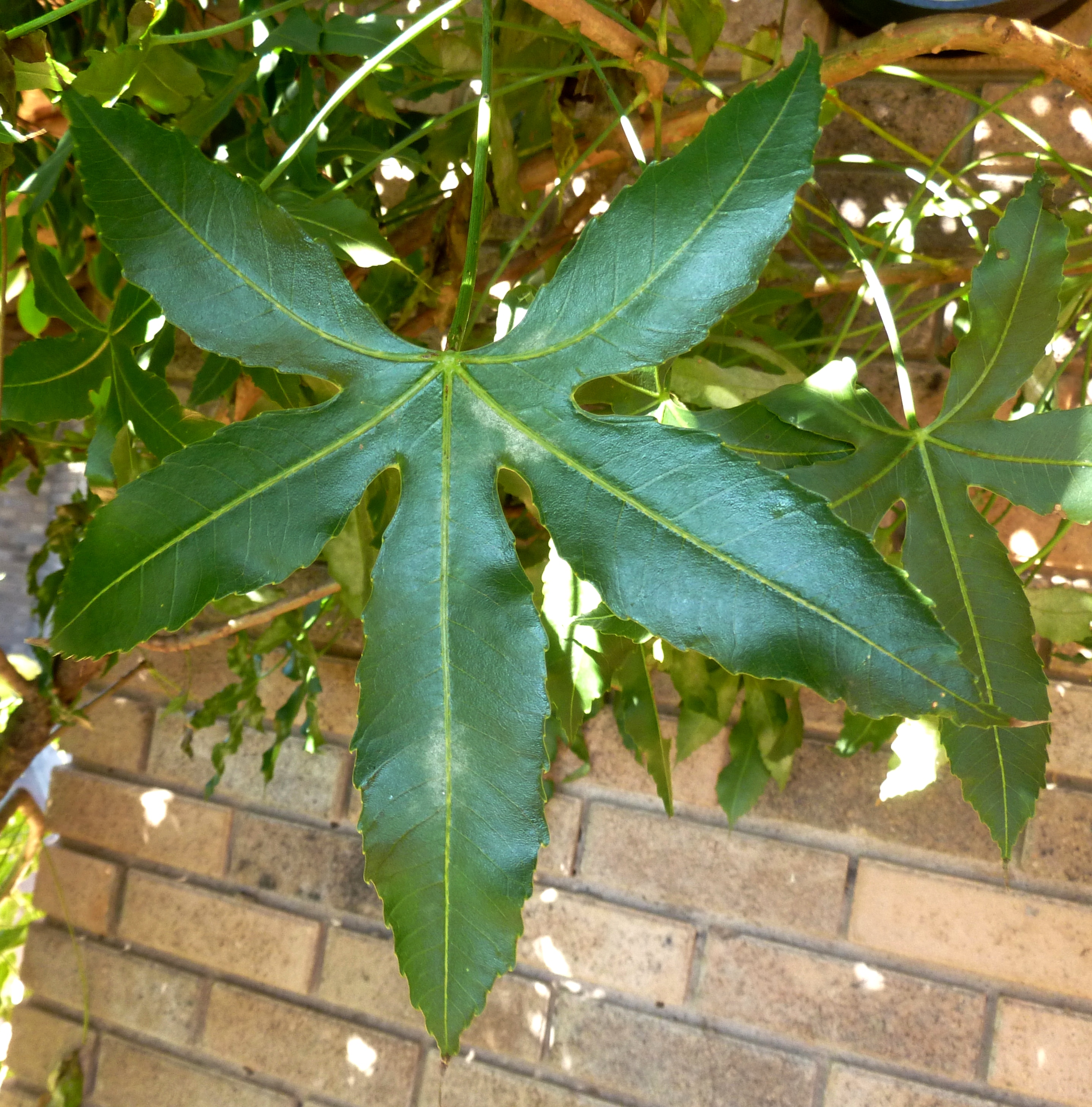 Cussonia natalensis