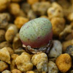 Conophytum vanherdiae