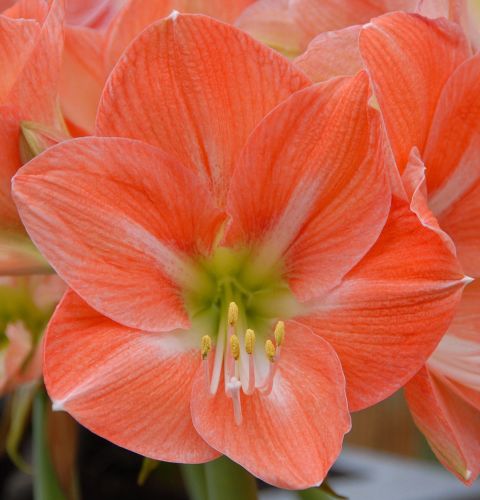 Amaryllis salmon red