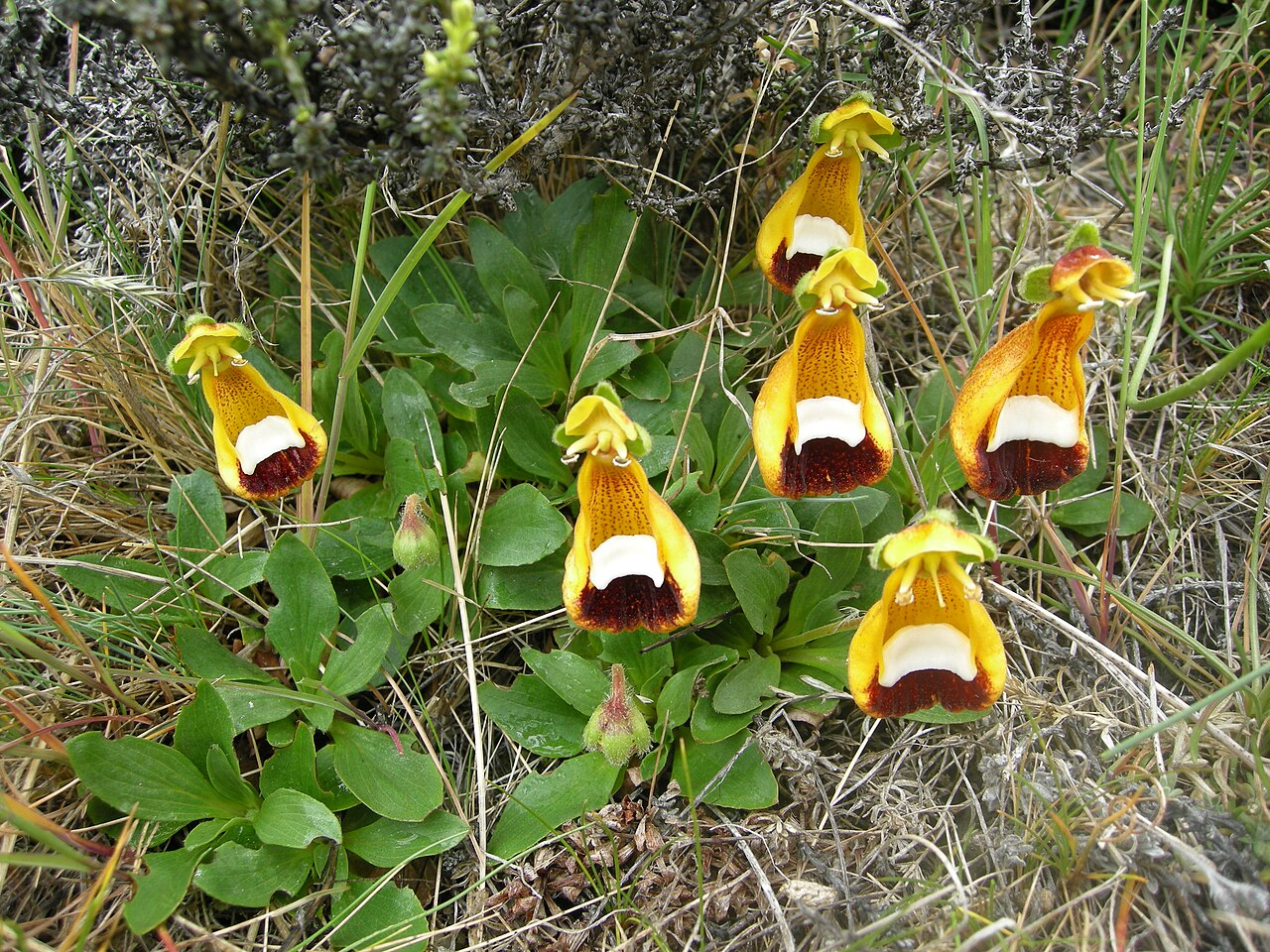 Calceolaria uniflora