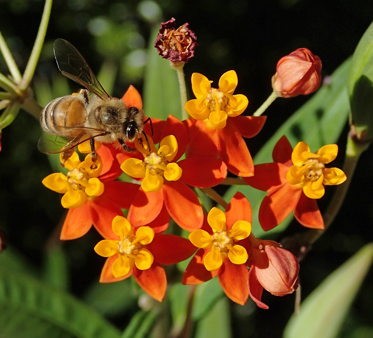 Asclepias curassavica