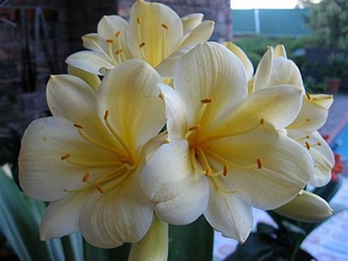 Clivia miniata Yellow No 1 ex Ernst Linder