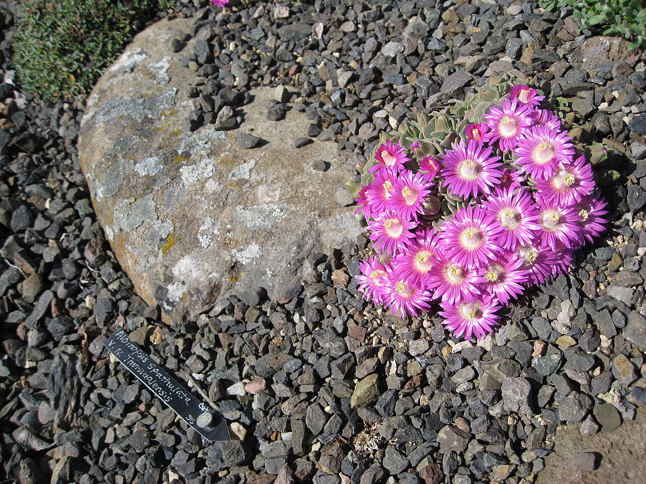 Aloinopsis spathulata