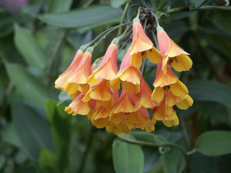 Bomarea multiflora