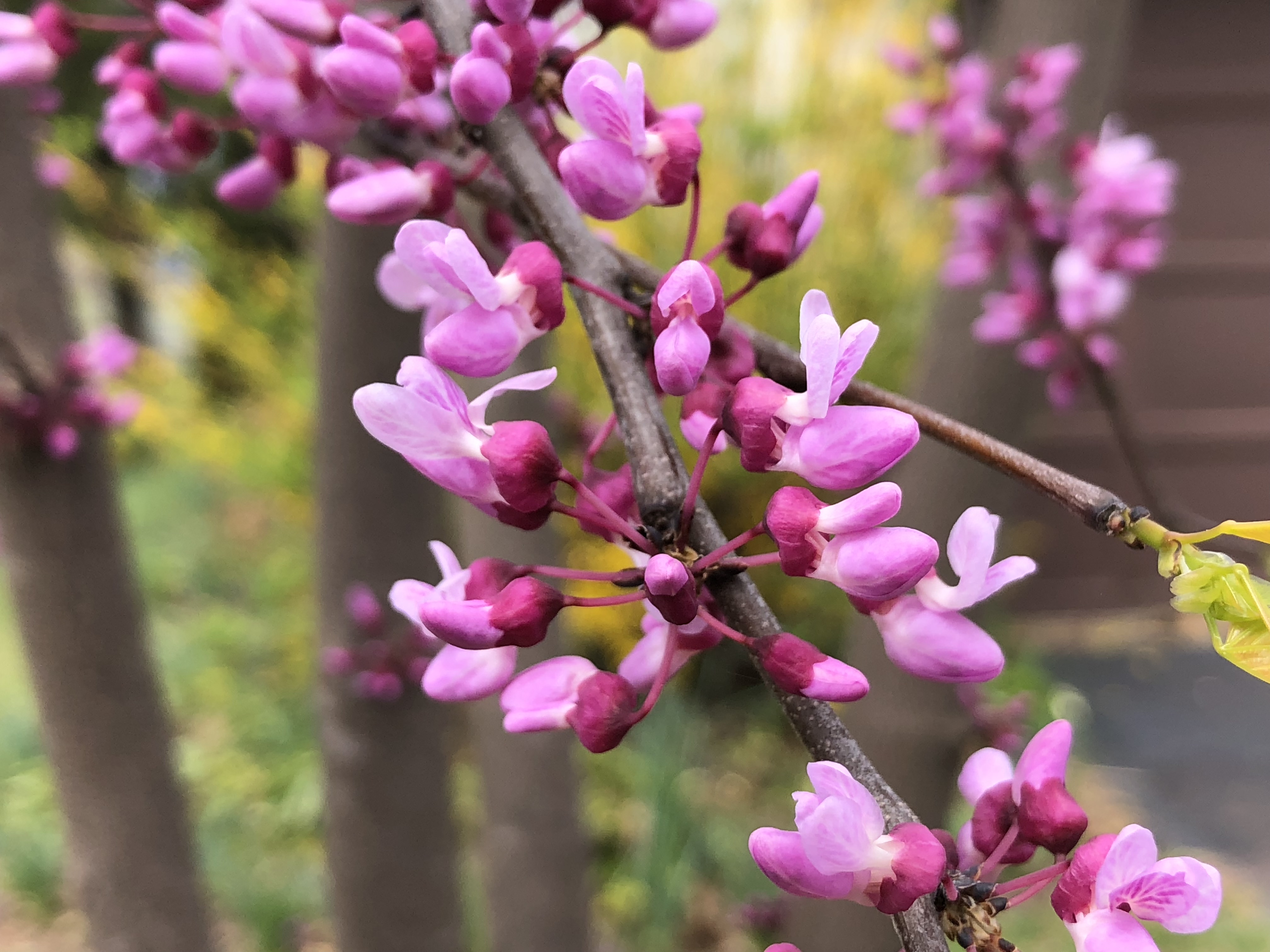 Cercis canadensis