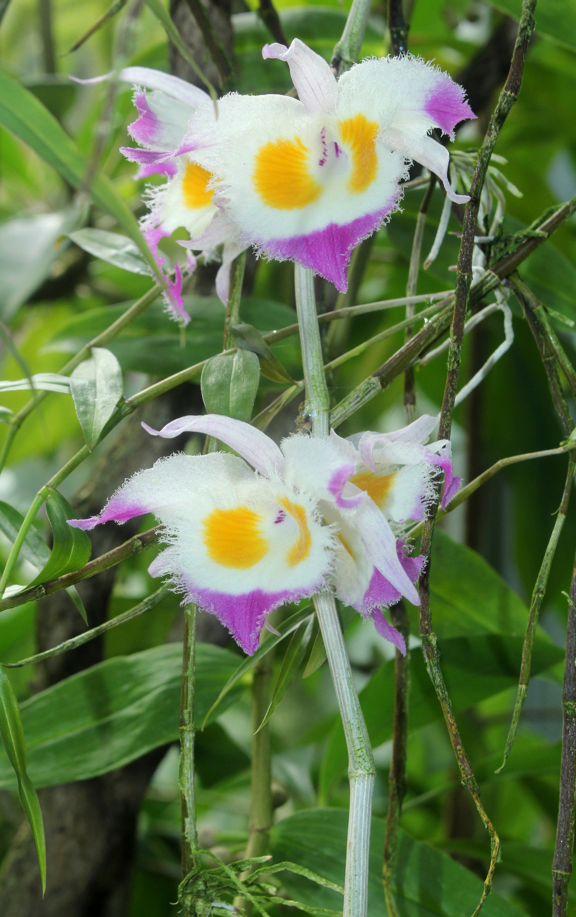Dendrobium devonianum