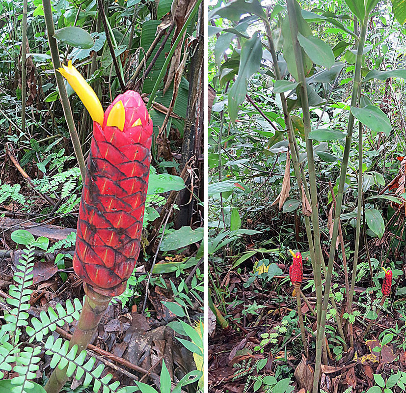 Costus erythrocoryne