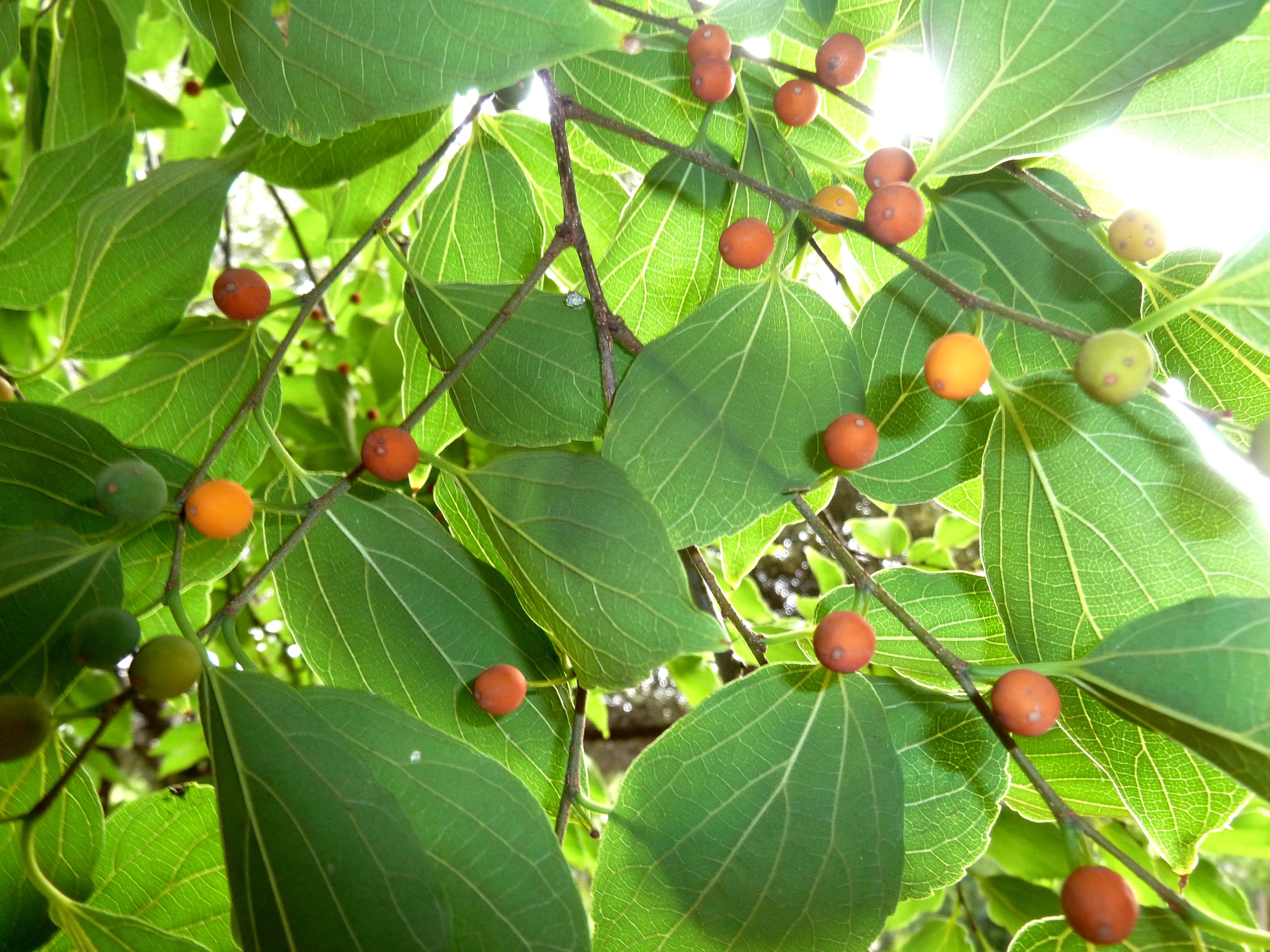 Celtis sinensis