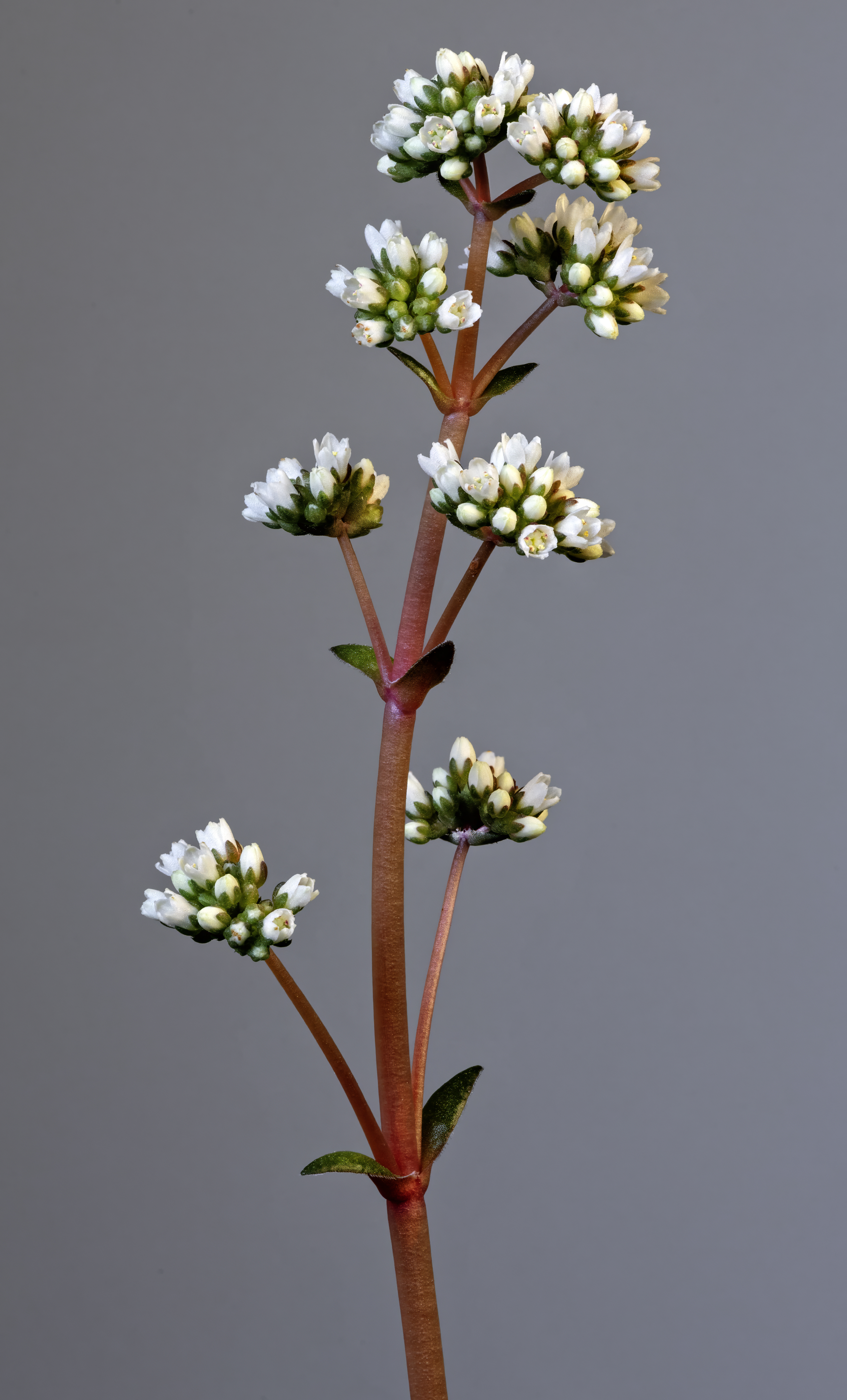 Crassula orbicularis