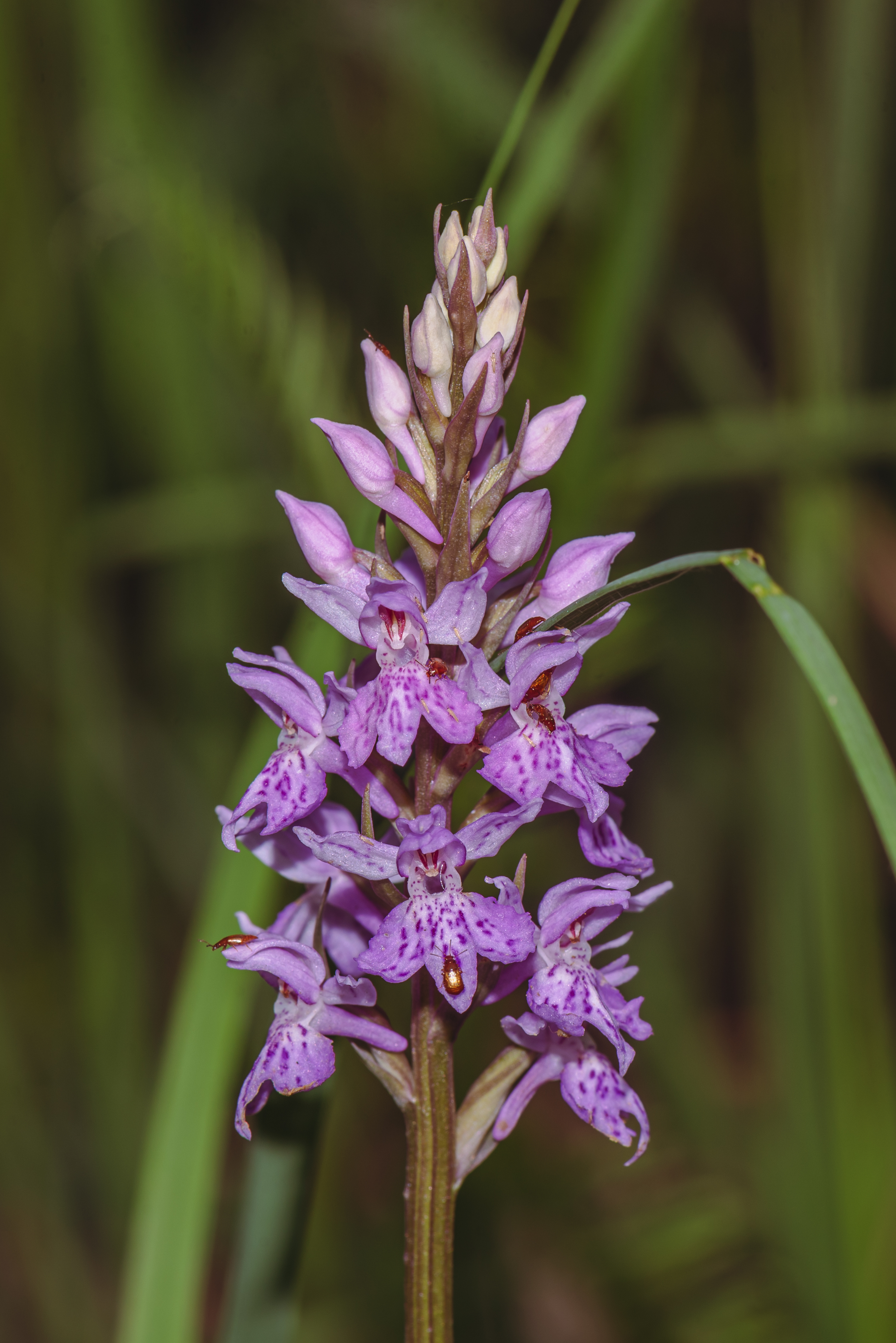 Dactylorhiza fuchsii