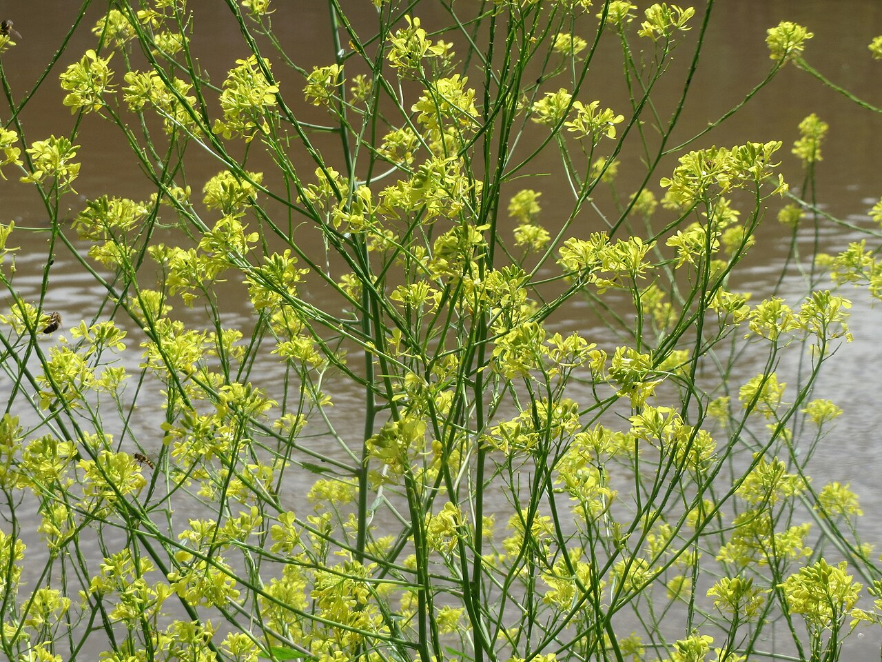 Brassica nigra