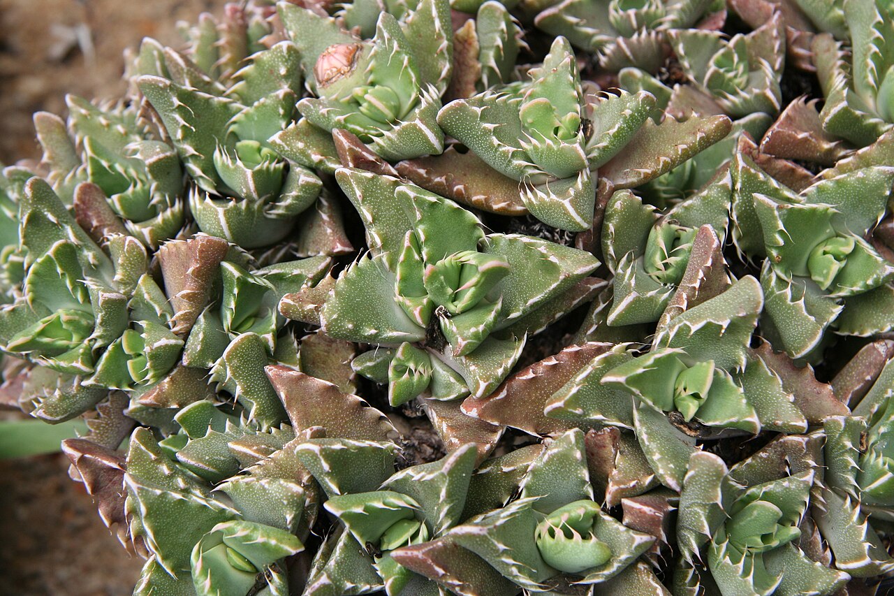 Faucaria britteniae