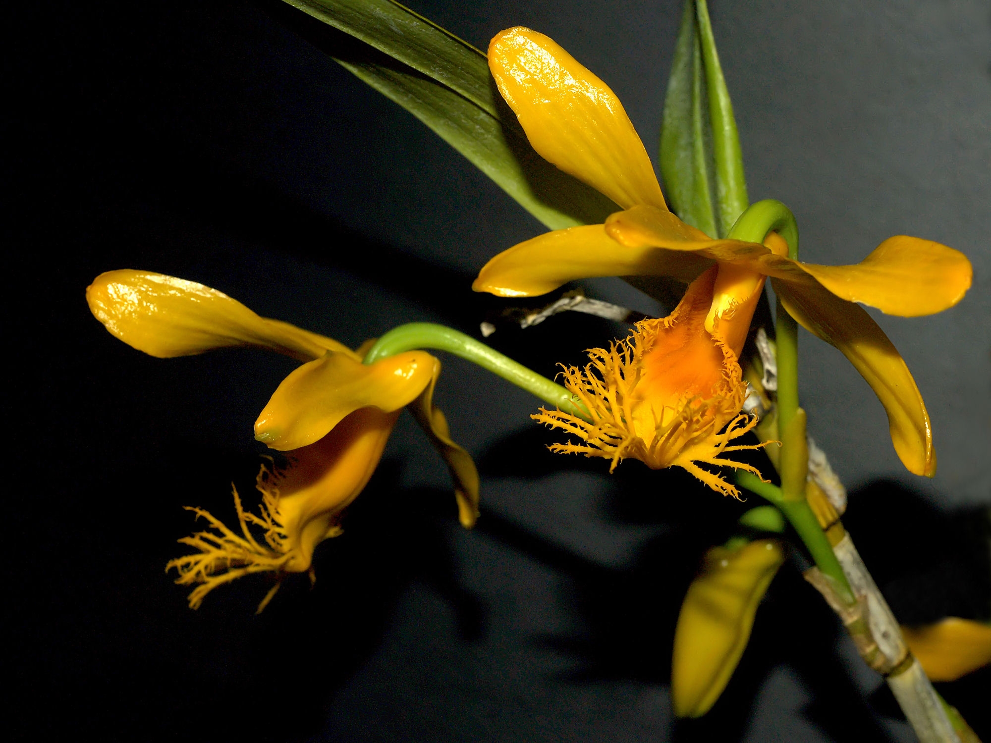 Dendrobium brymerianum