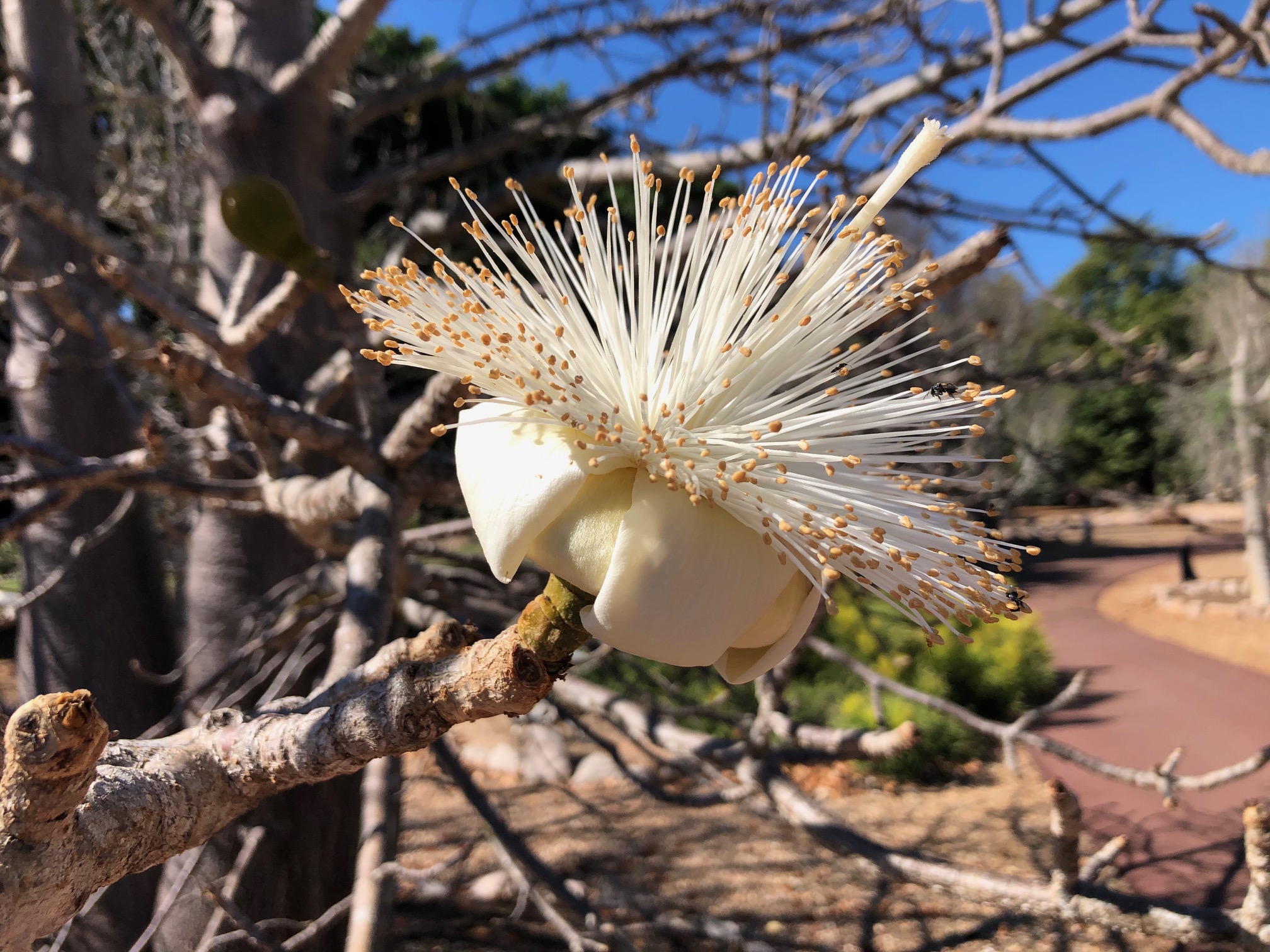 Adansonia suarezensis