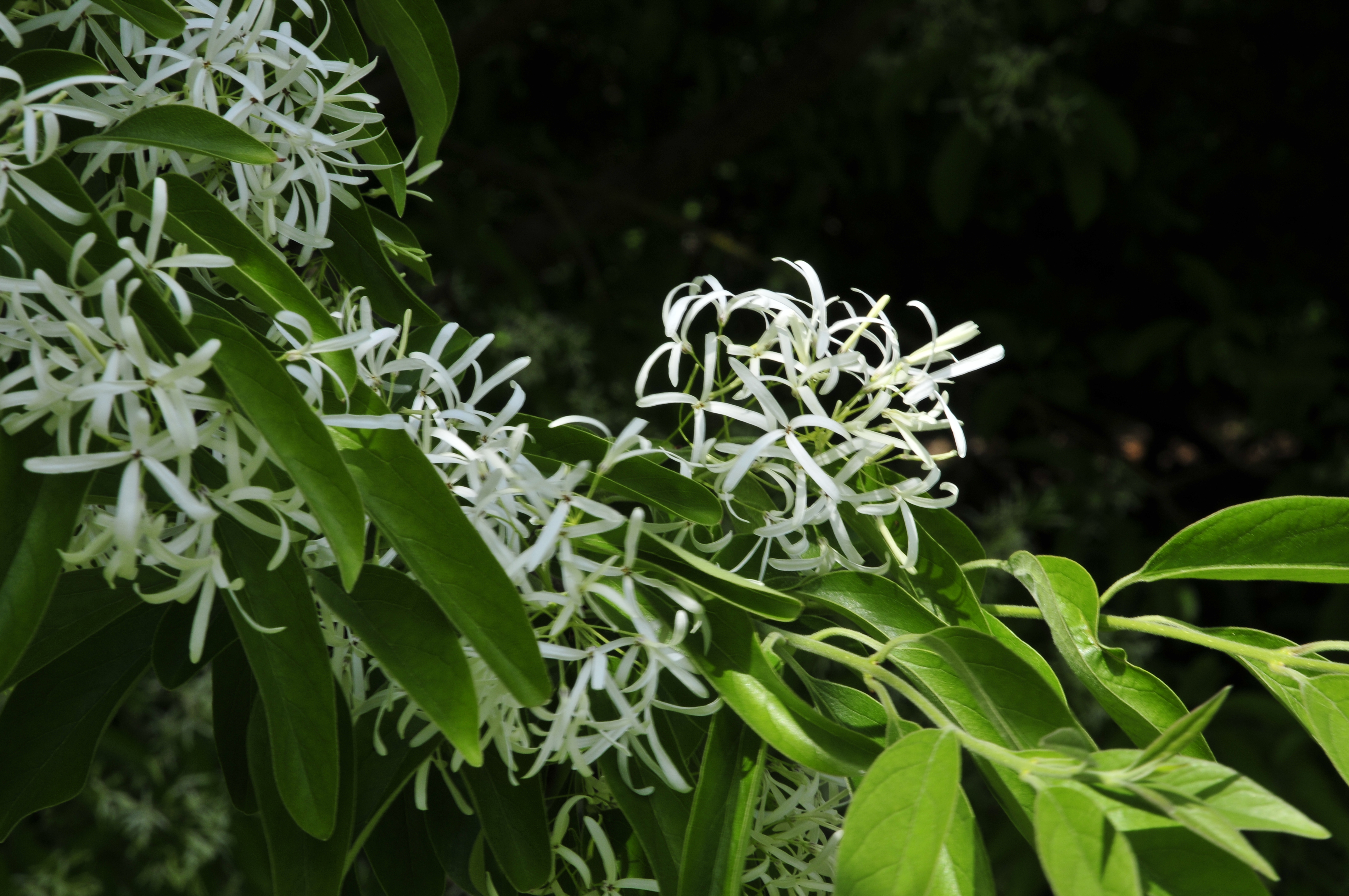 Chionanthus retusus