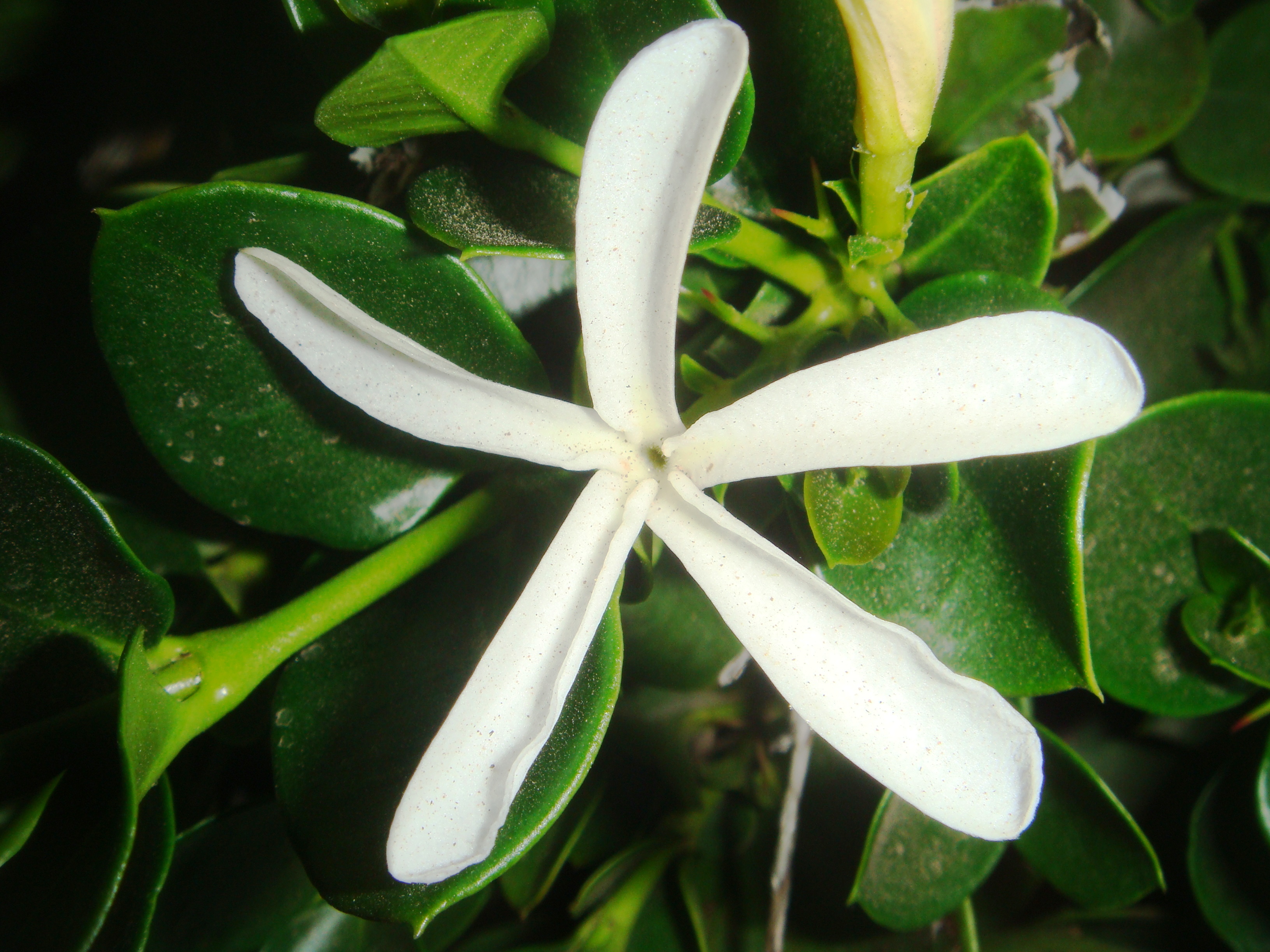 Carissa macrocarpa
