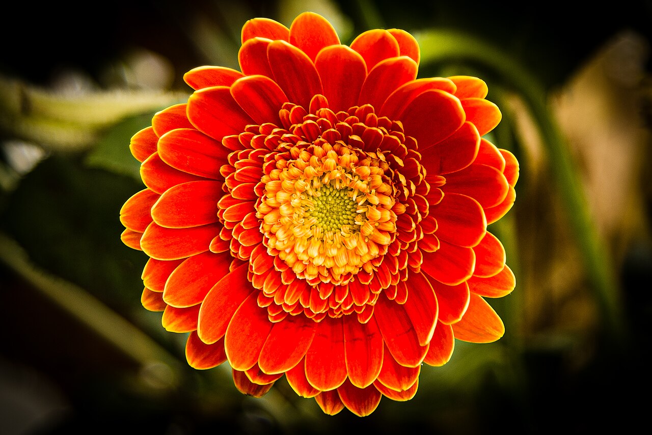 Arctotis stoechadifolia