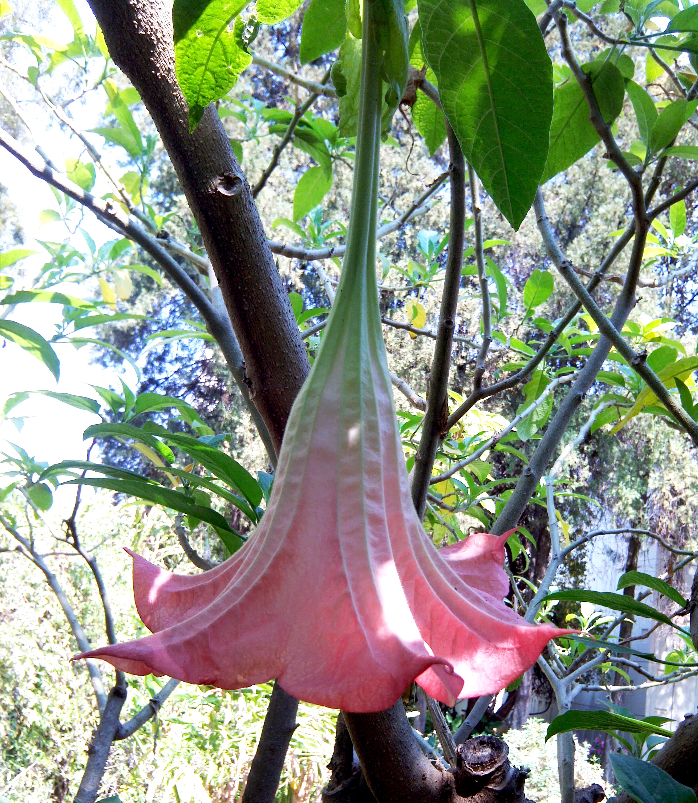 Brugmansia suaveolens Pink Samen