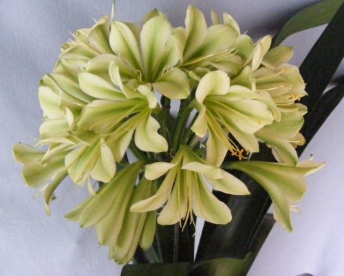 Clivia Hirao Green