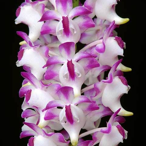 Aerides lawrenceae
