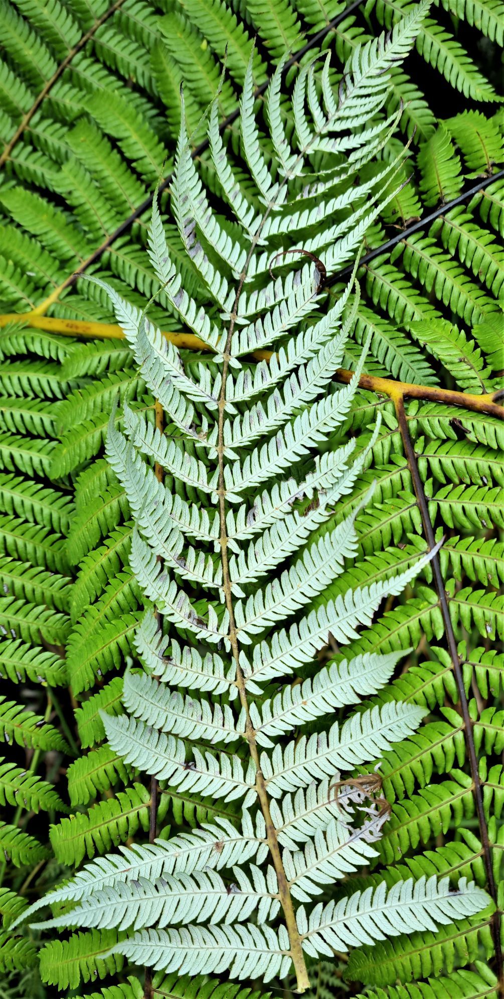 Cyathea dealbata