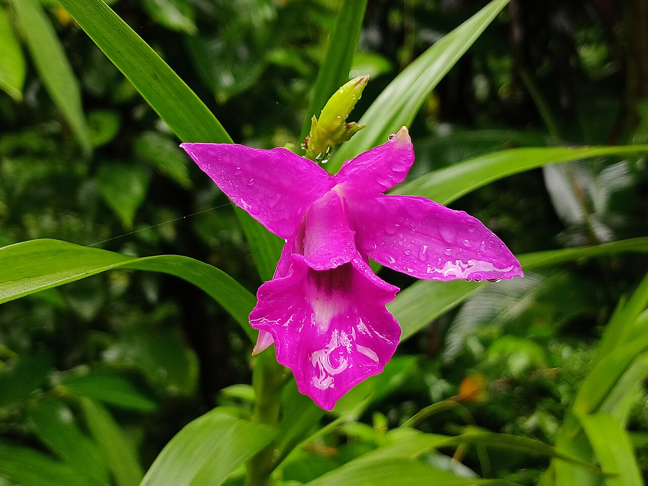 Arundina graminifolia