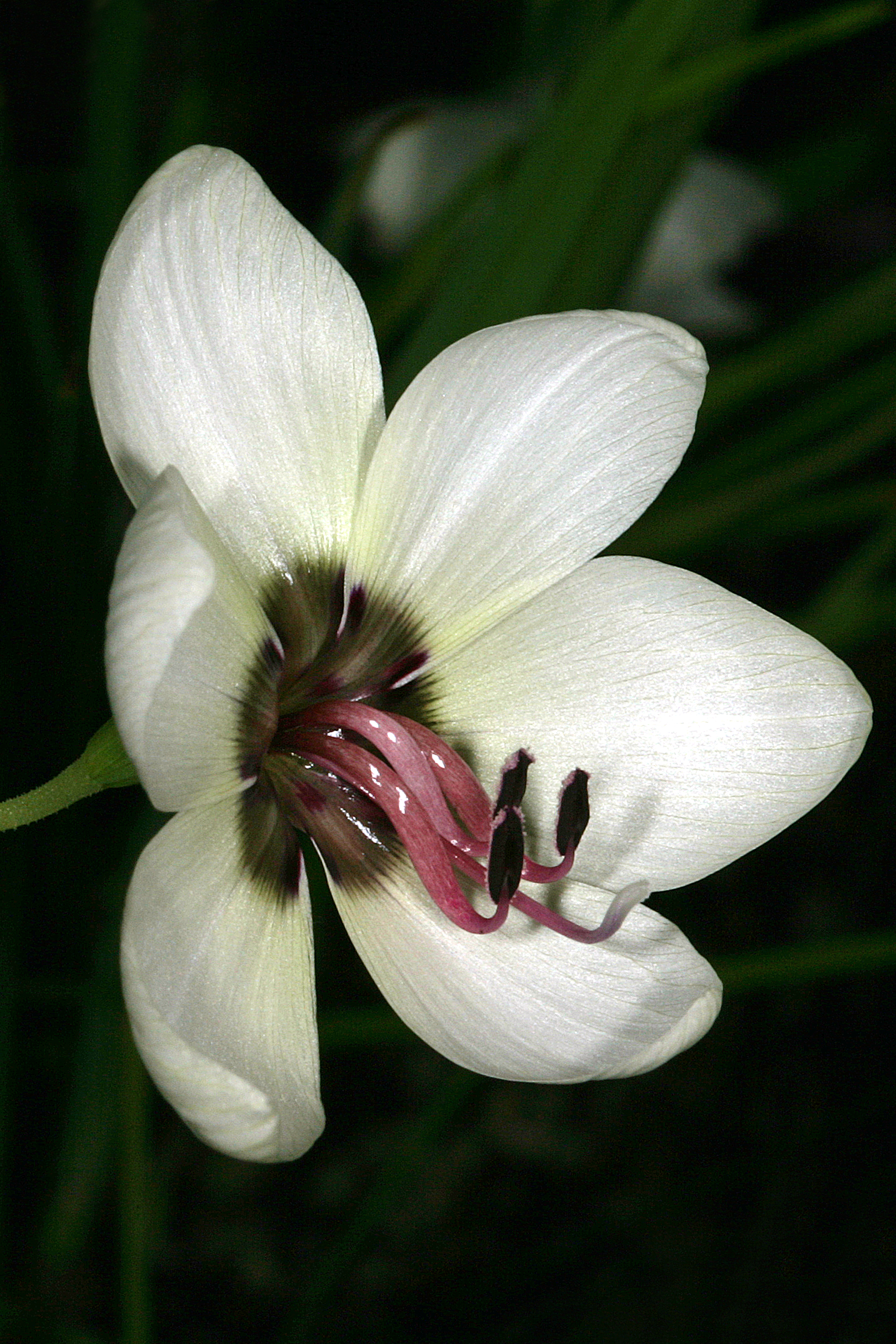 Geissorhiza tulbaghensis